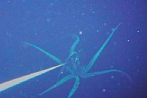 Маркетплейс кракен kraken darknet top